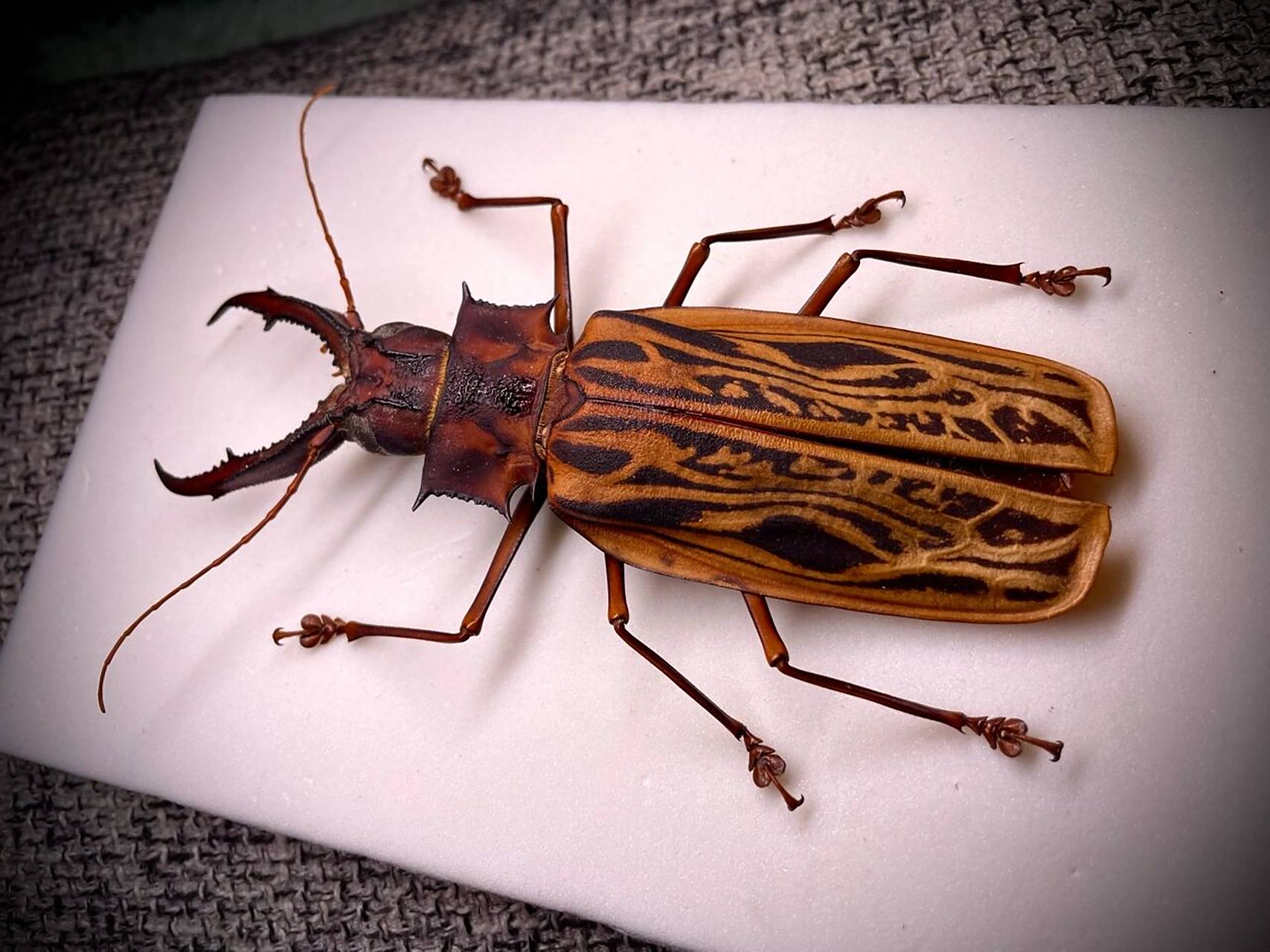 鹿角长牙大天牛   来自秘鲁的鹿角长牙天牛 也是明星物种了 很早就很