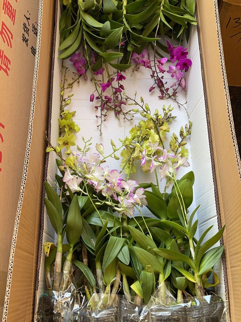 请把我推荐给想养石斛兰的姐妹 附干货78 土壤的选择:石斛兰植物要