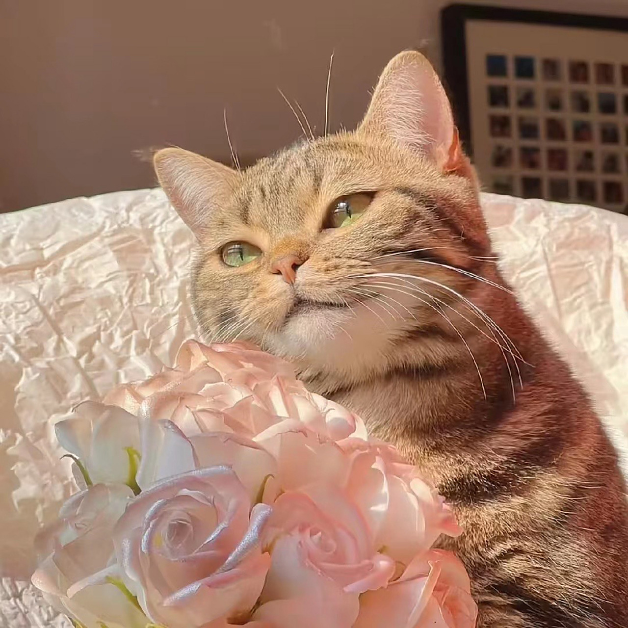 猫猫头像分享 圣火喵喵    原图:发财是只喵