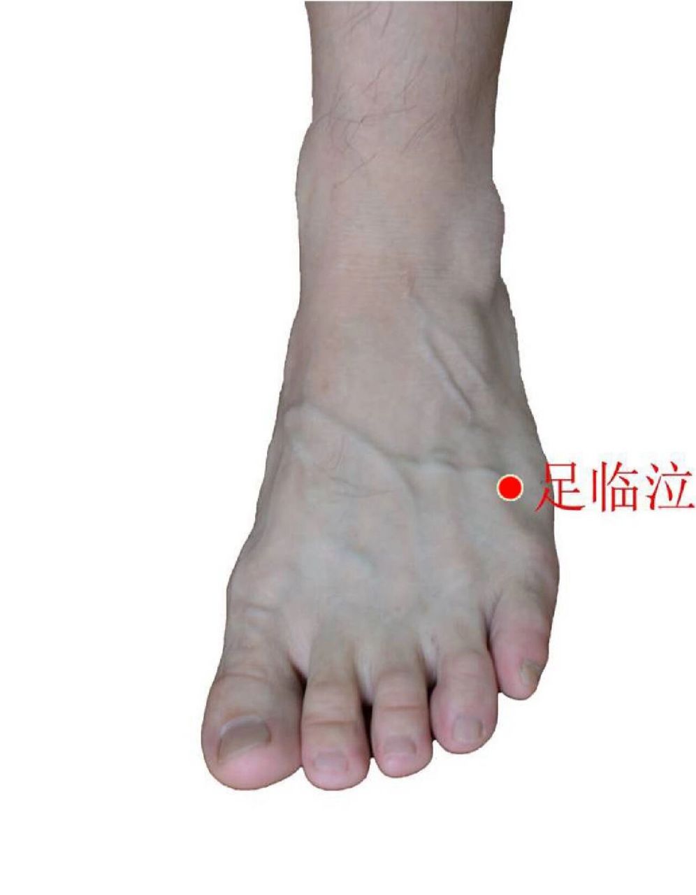 人体自带大药每日一穴—【足临泣】 足临泣——人体"小柴胡"口苦咽干