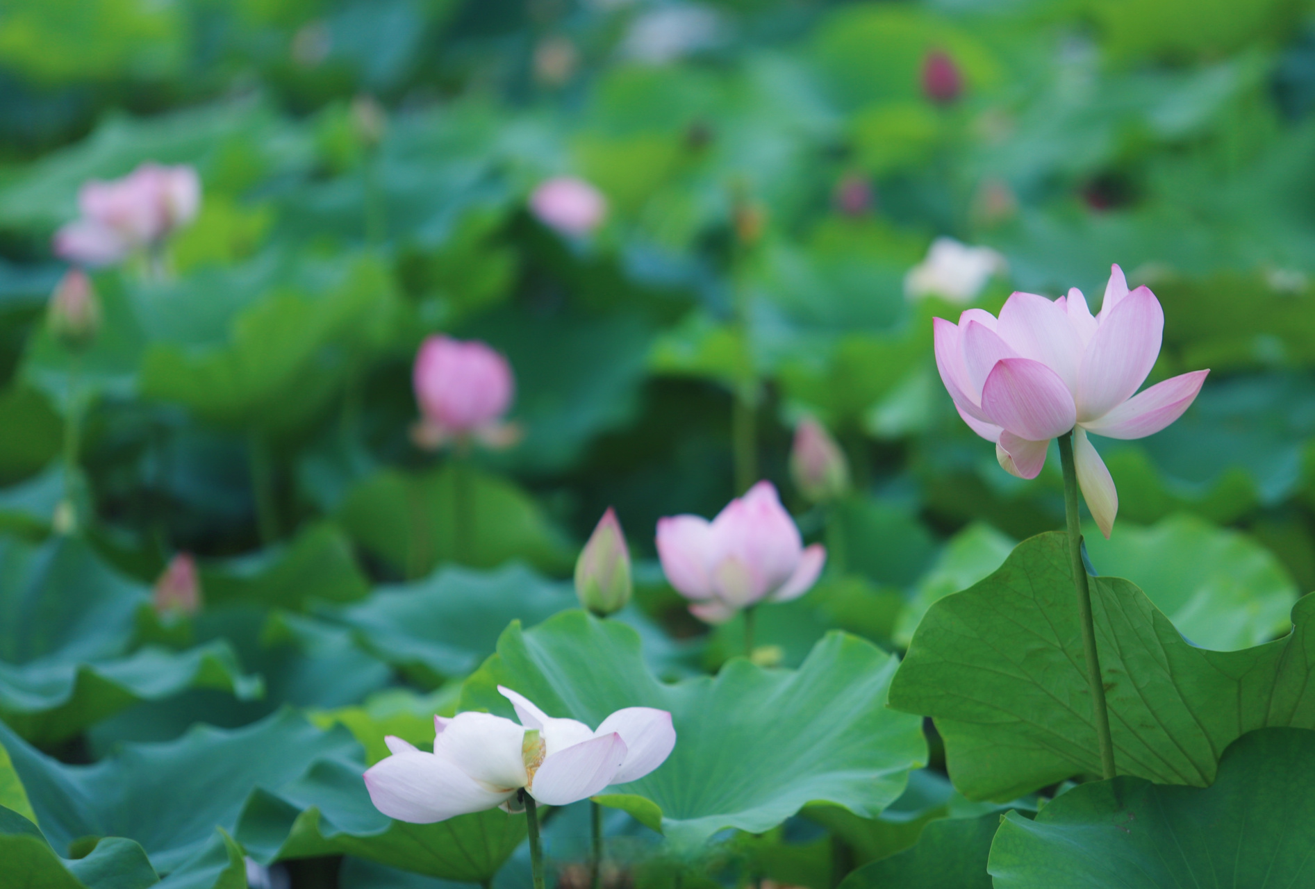 遂宁圣莲岛荷花正翩翩盛开.