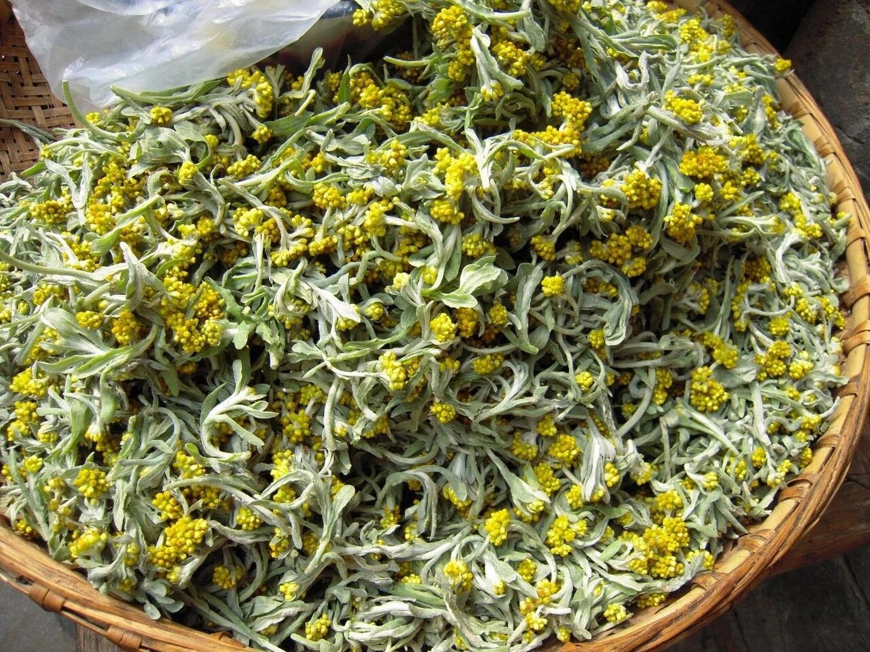 艾蒿 它的蒿子味可以说是最浓烈的,稍微走近一点都能