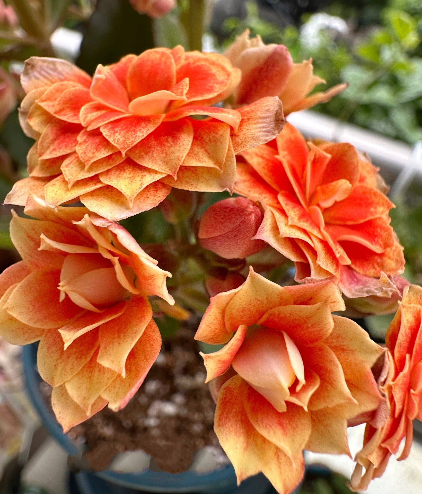 长寿花 极光 是不是还有一个名字叫橙色极光变色呀?