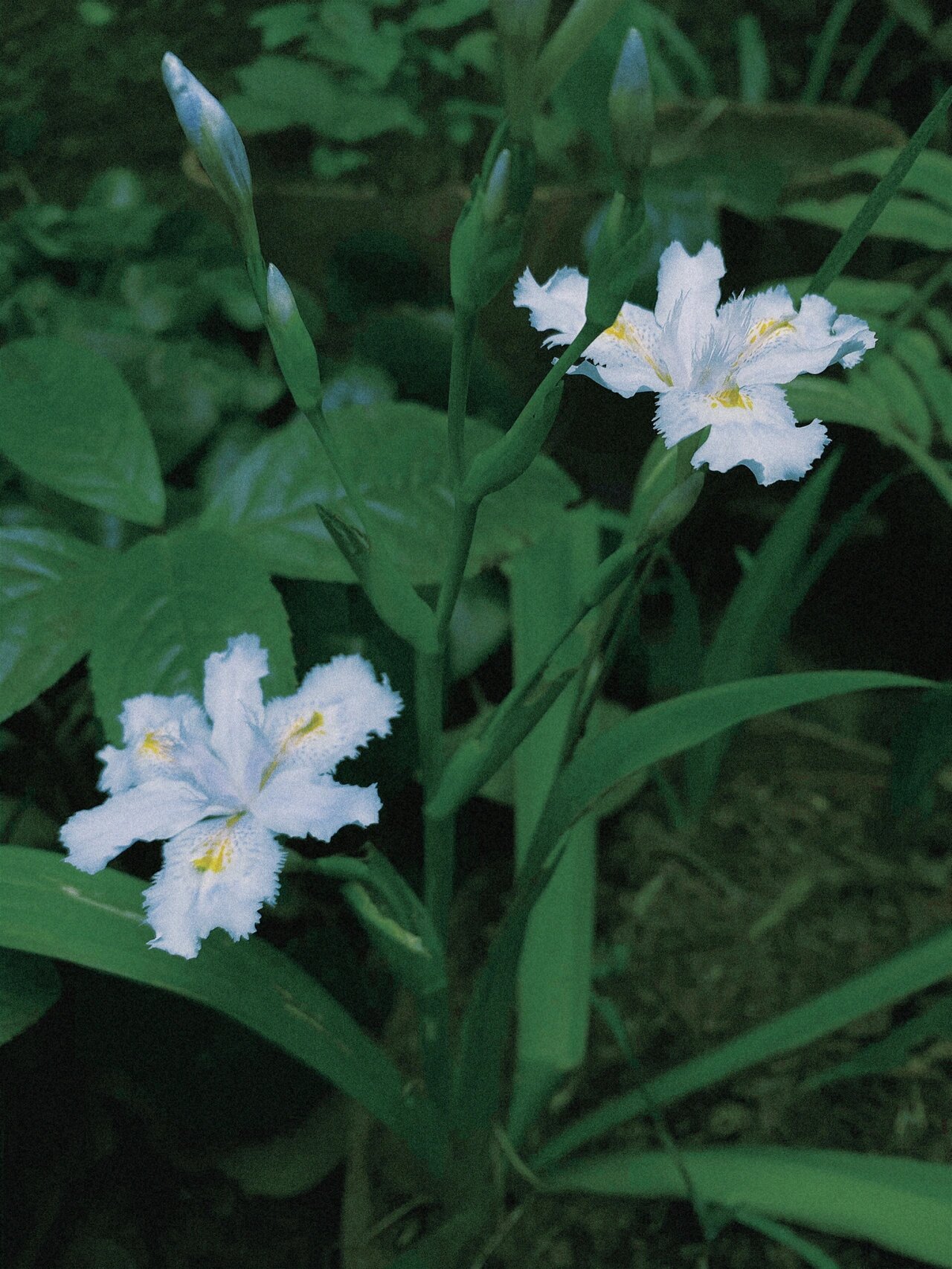 山野鸢尾草|白色扁竹兰 扁竹兰 鸢尾科 鸢尾属 花期3月 生于山谷,林