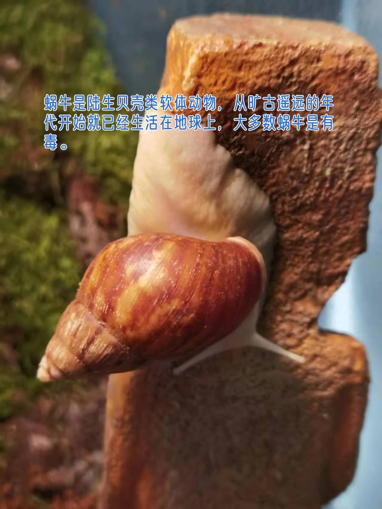 常见的蜗牛有毒吗?