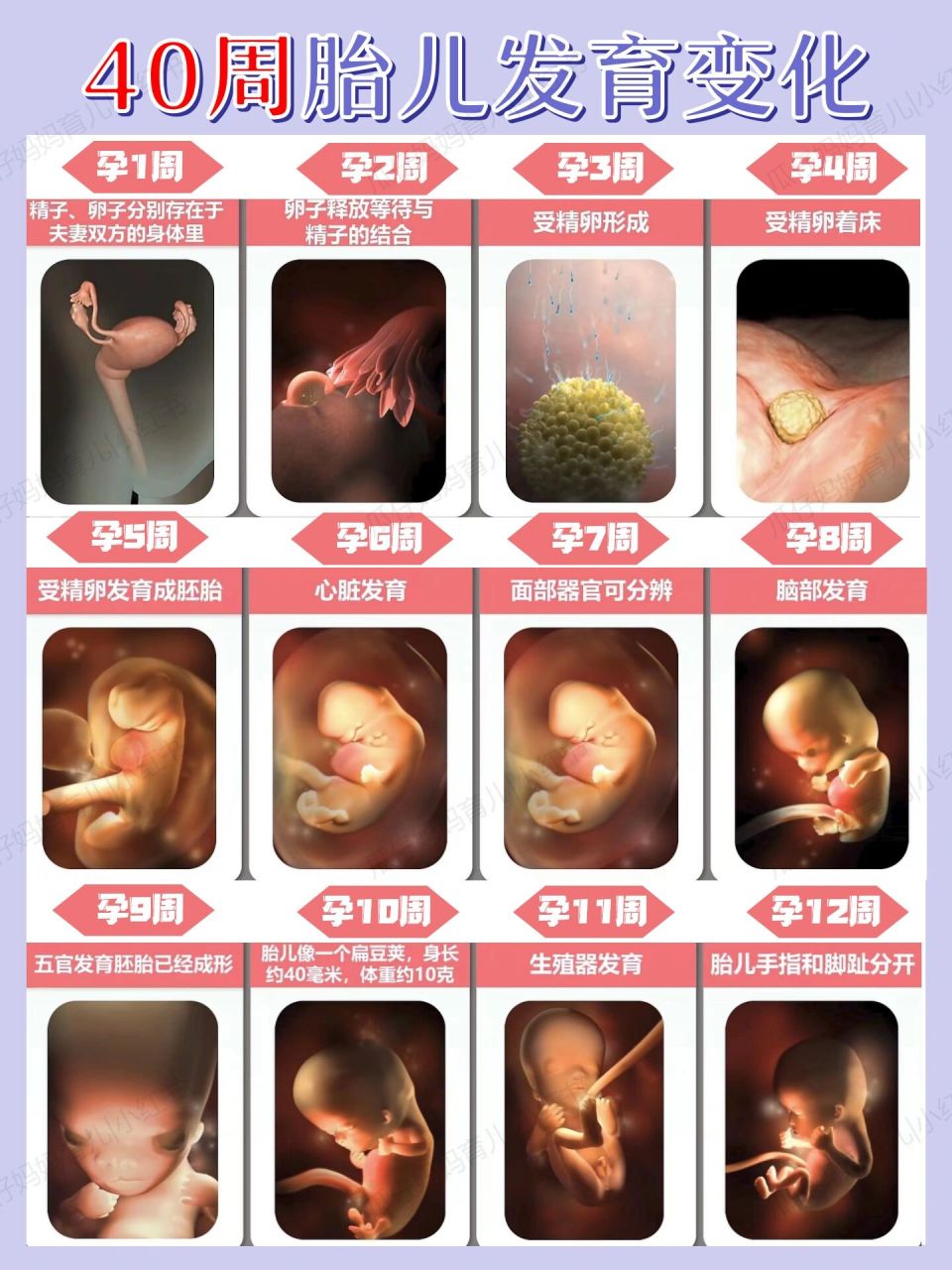 怀孕1-40周完整详细的胎儿发育过程图 各位准妈妈对怀孕1周到40周全
