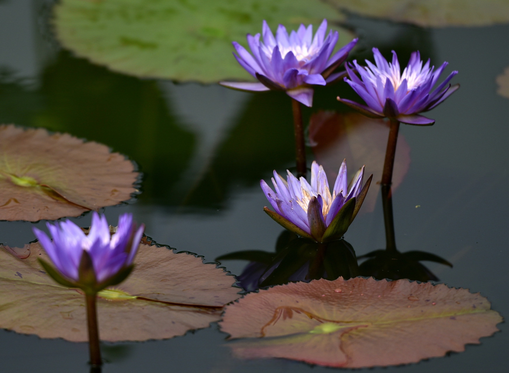 中山广场的热带睡莲又静俏俏地绽放,让人陶醉.