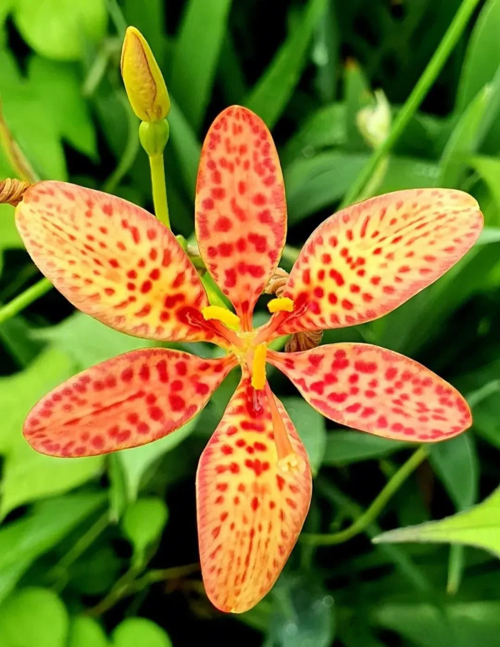 【每日一药023  射干】头条热点 别名:乌扇,扁竹,绞剪草,剪刀草,山