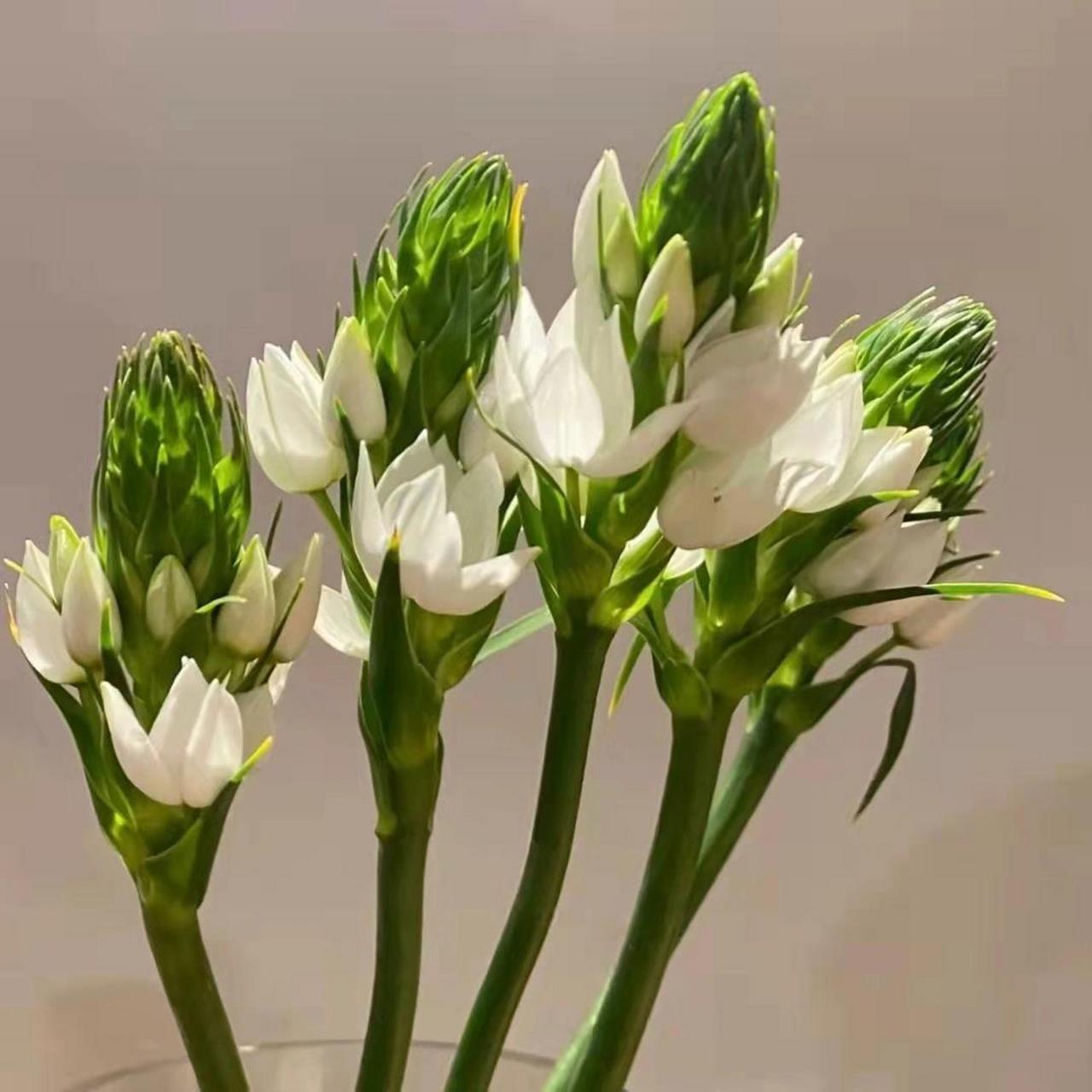 雀梅花的花语图片