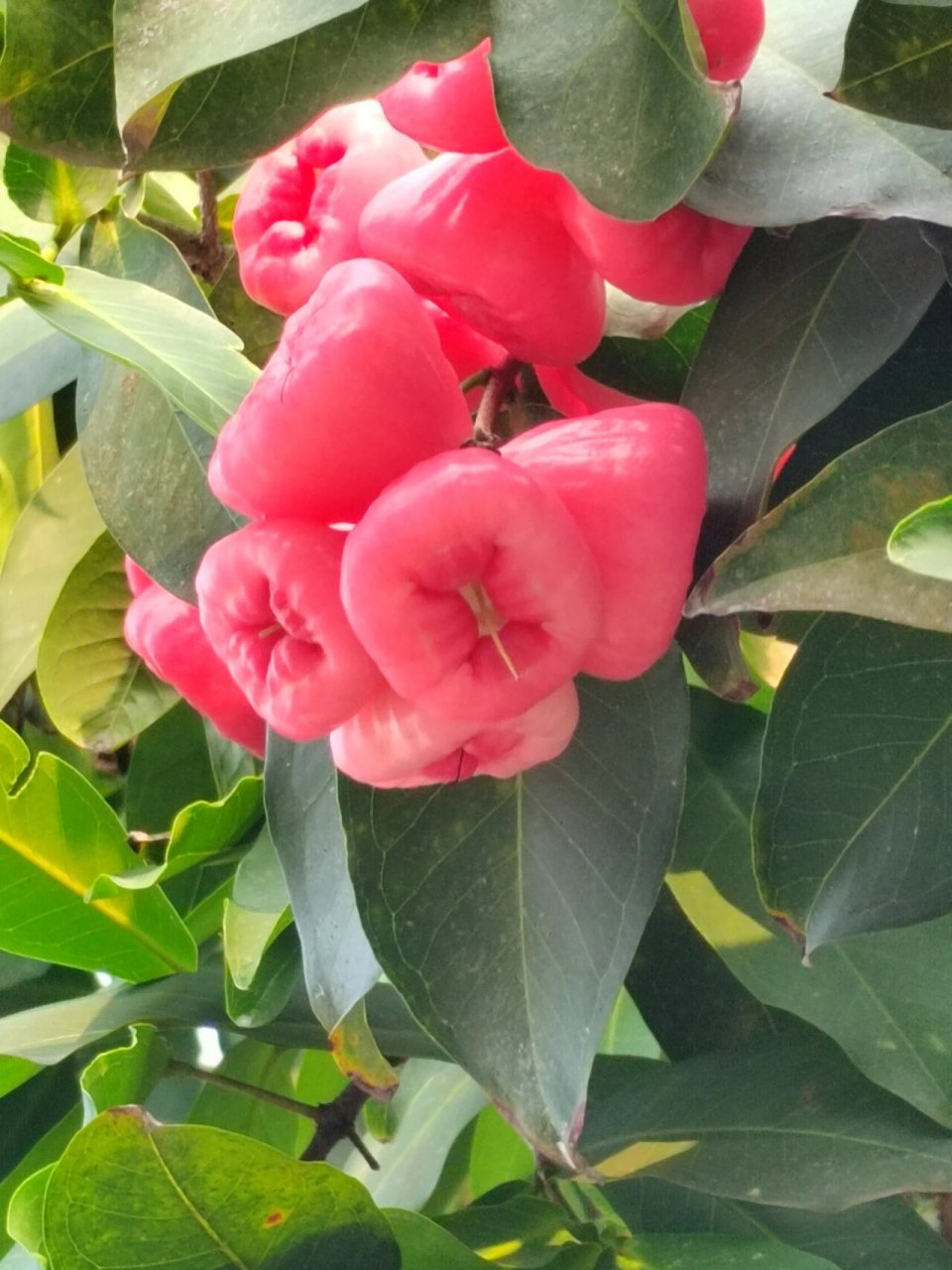 今年的雾莲又大又多! 731573157315