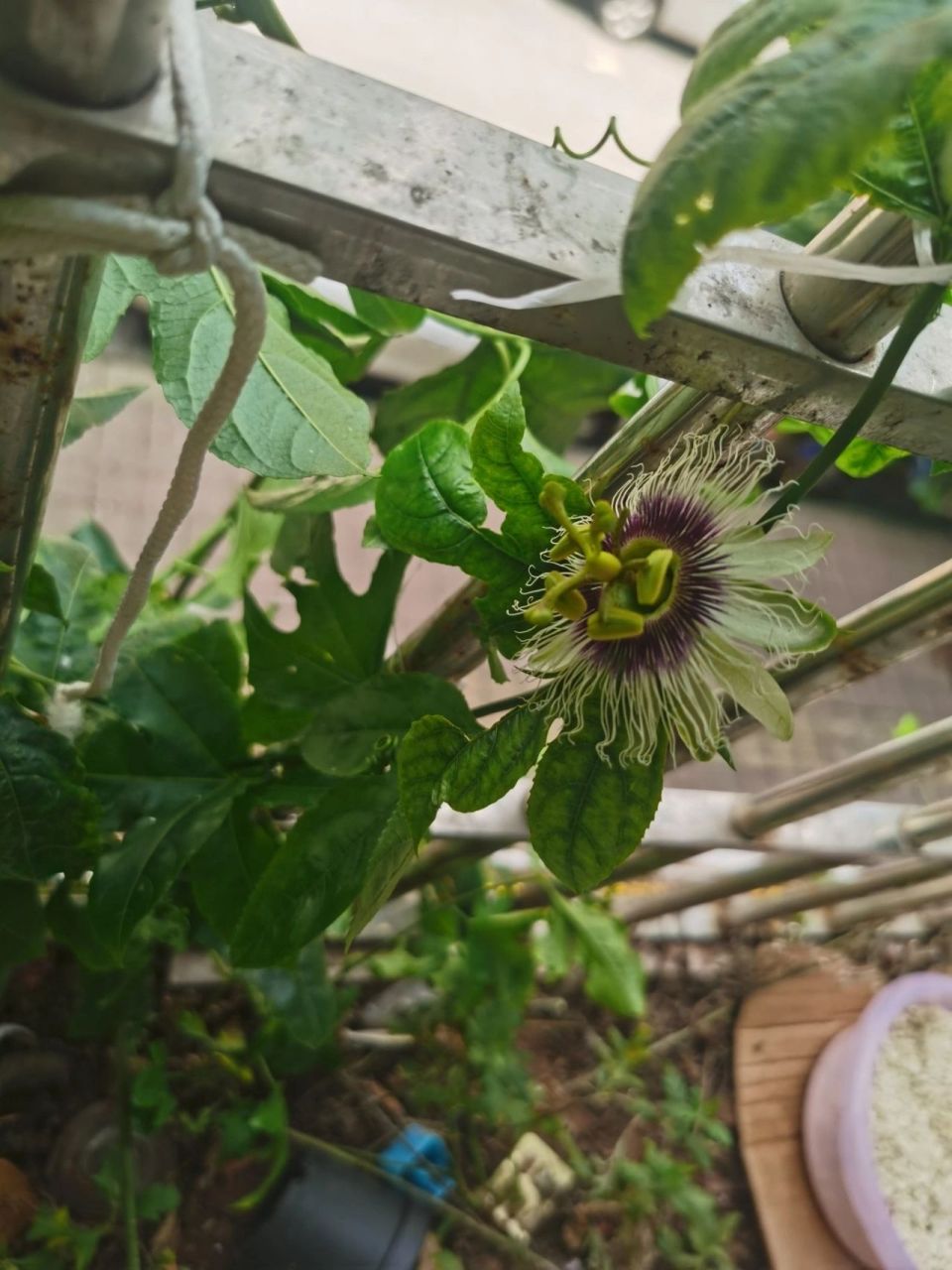 自家陽臺自種第一顆百香果6月12號開花 自家陽臺自種第一顆百香果6月