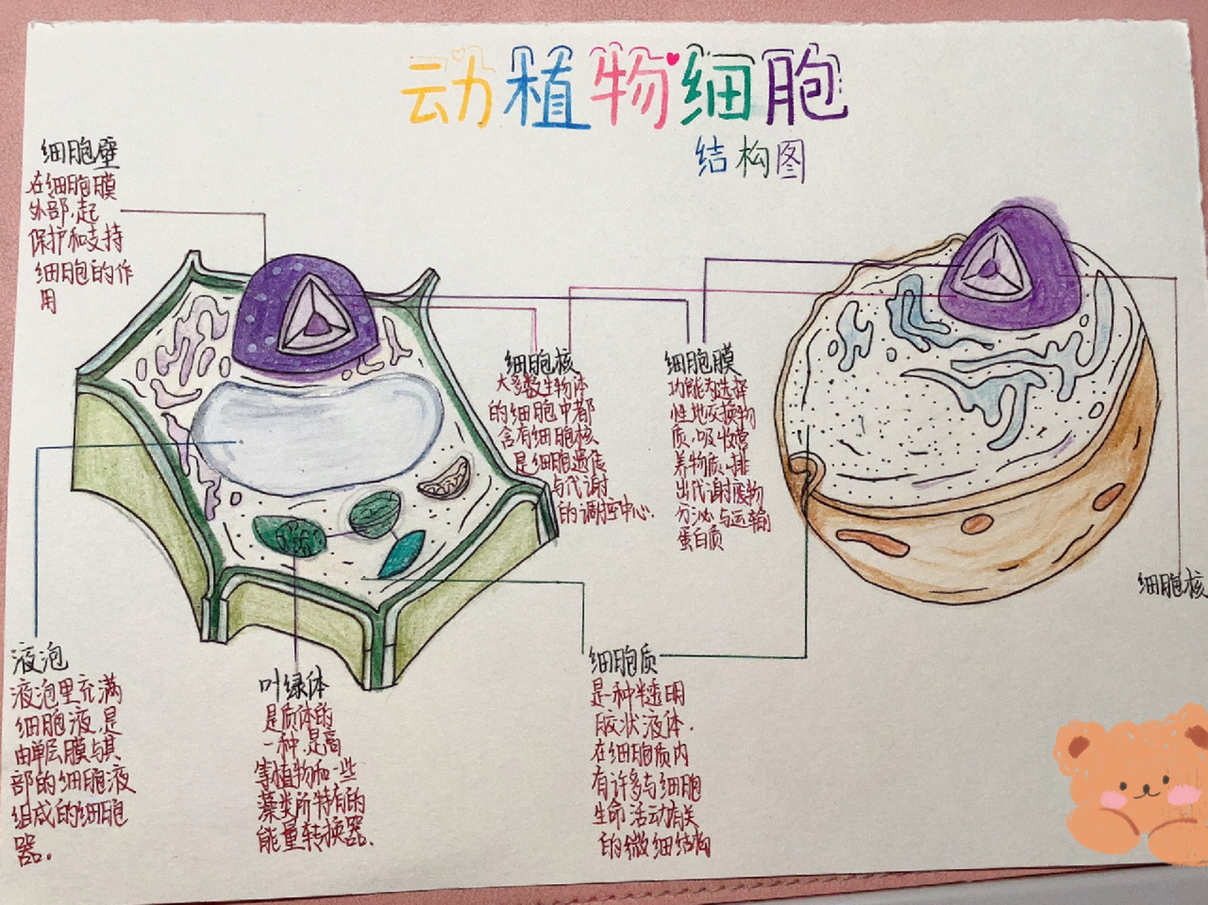 初一下册生物小报~动植物细胞结构图