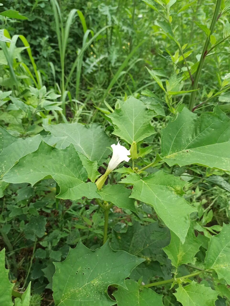 别名:山茄子,曼达,夕颜等 	 《曼陀罗花》 宋·陈与义 我圃殊不俗,翠