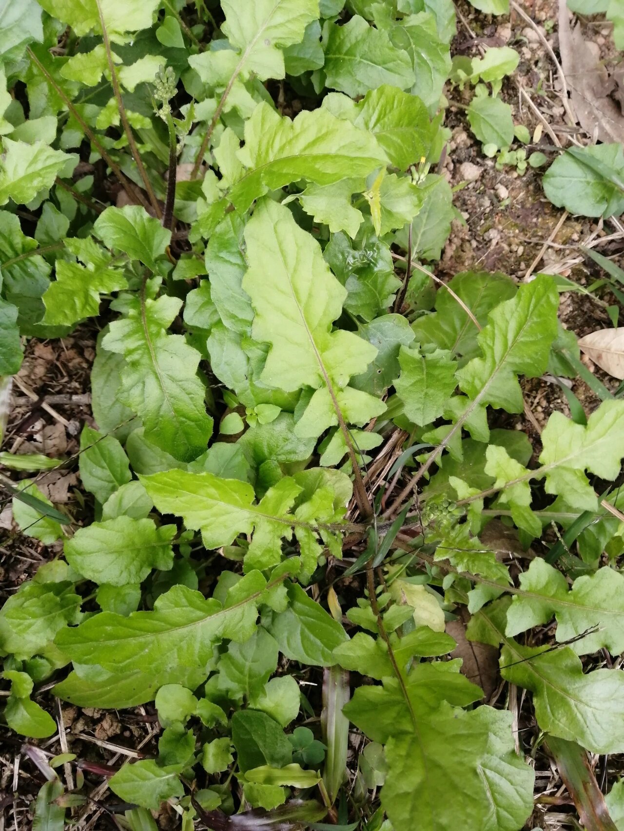 不知是不是荠菜的一种?开的是小黄花