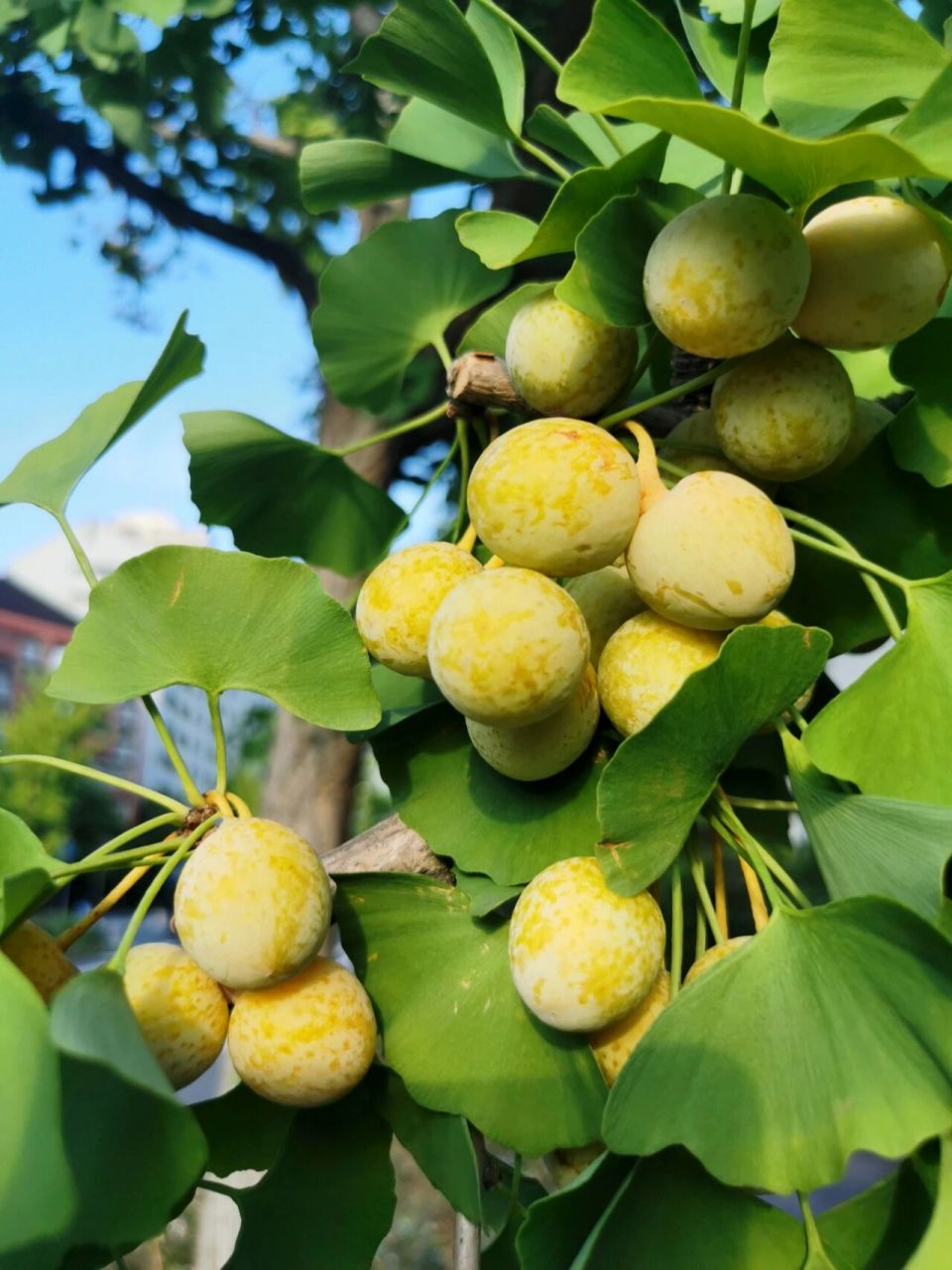 银杏果样子图片