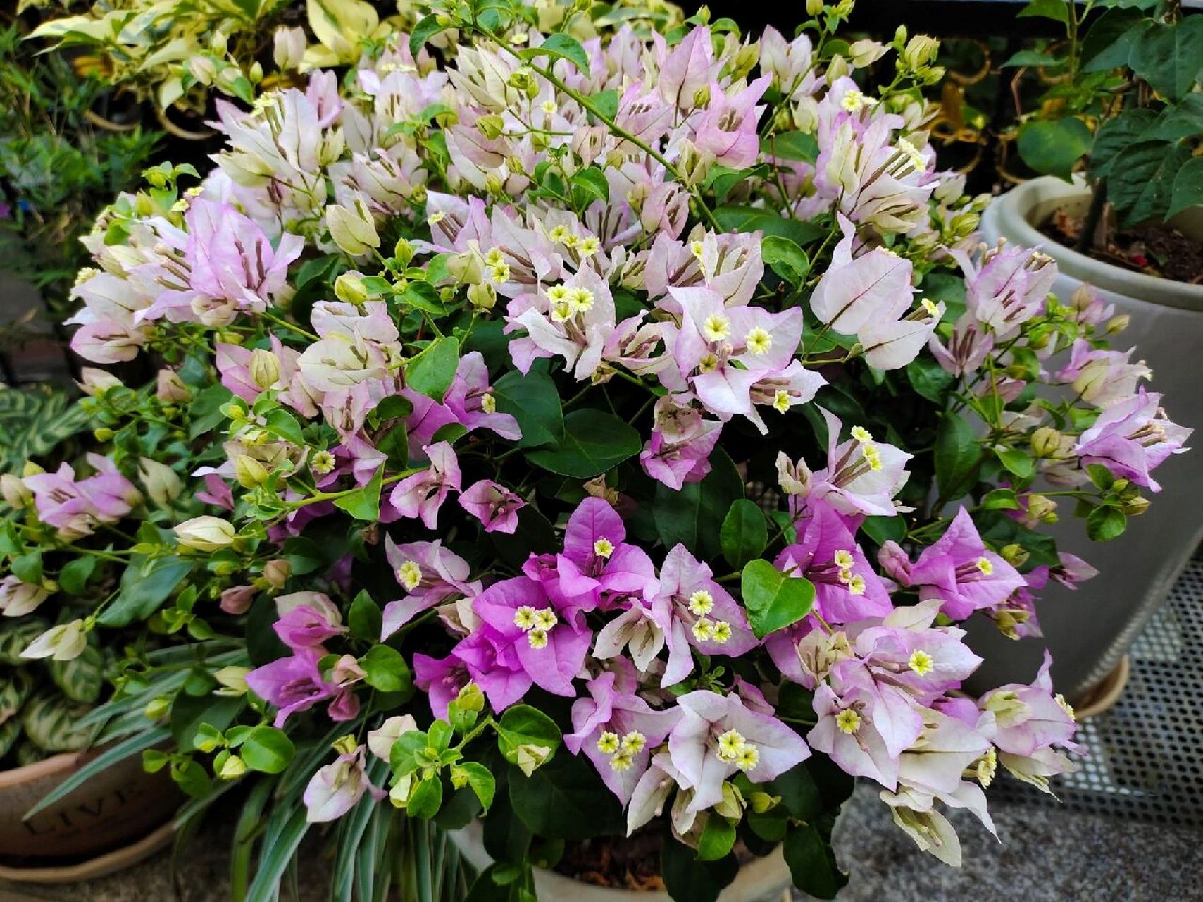 雪紫 | 最美紫色三角梅 雪紫最美的色彩有两种,夏天的冰淡紫,冬天的