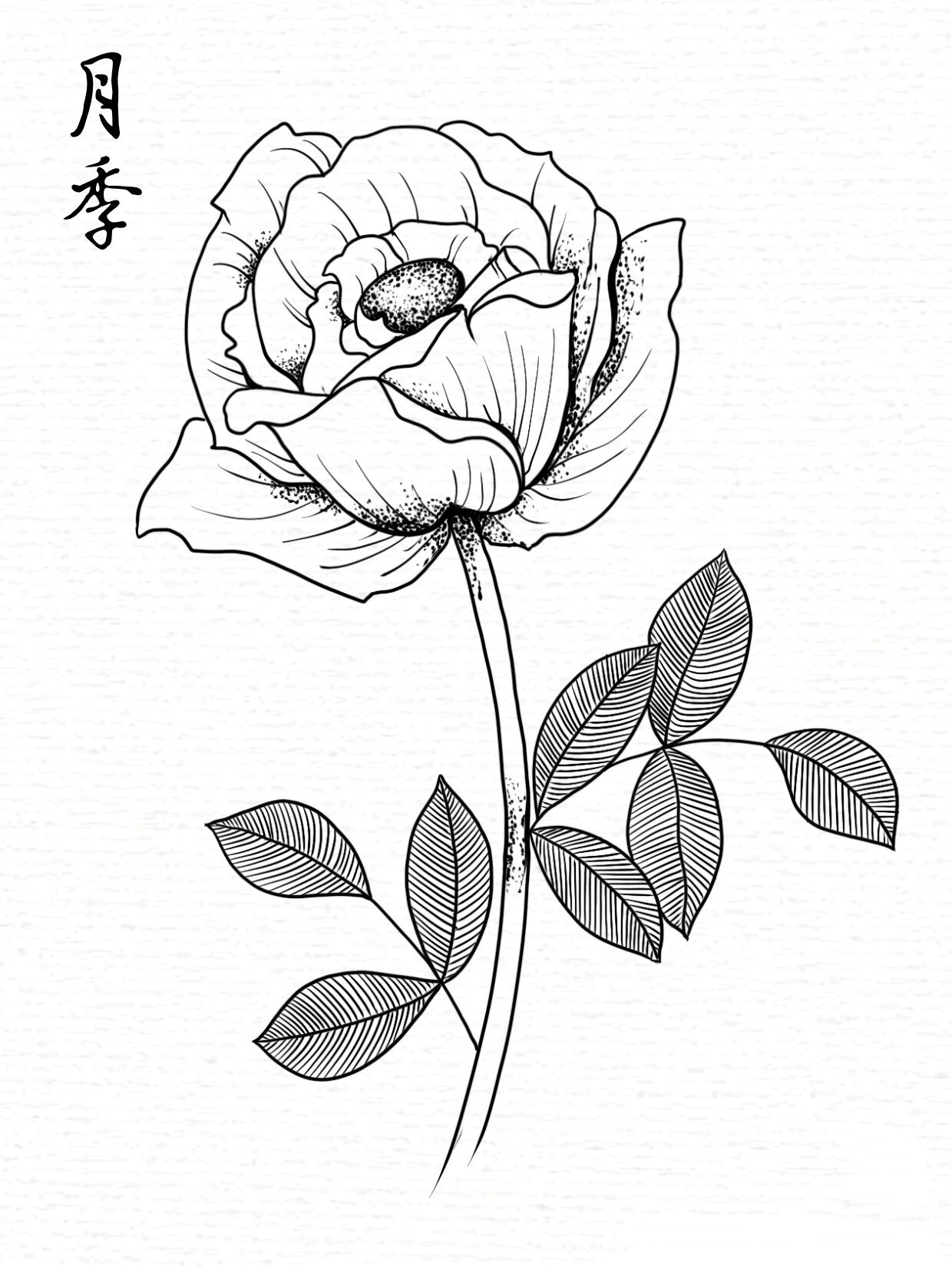 线描练习|花卉线稿|月季花