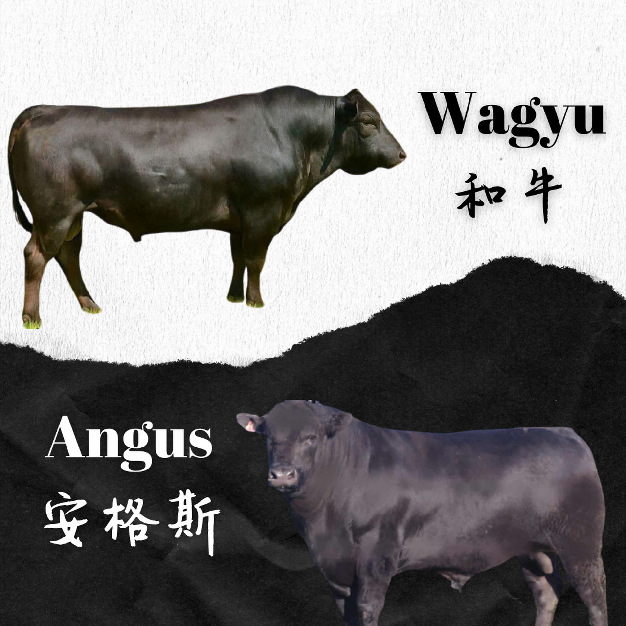 和牛和安格斯牛有什么区别? 上一期我们介绍了和牛,今天来介绍一下安