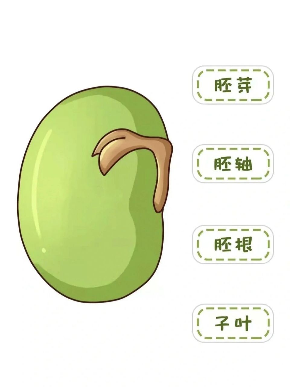 幼儿园环创神奇的种子,可打印