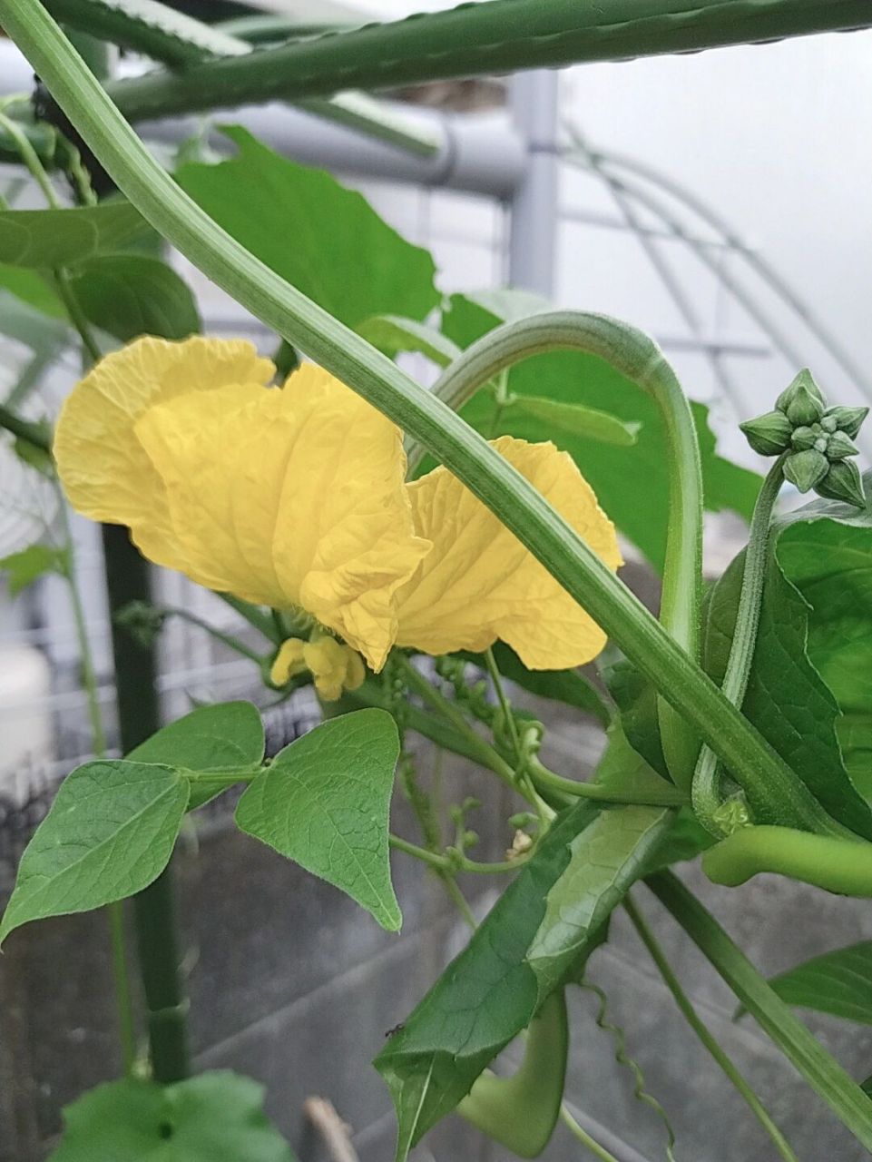 丝瓜花区分和吃法 丝瓜花区分和吃法 区分:图一二