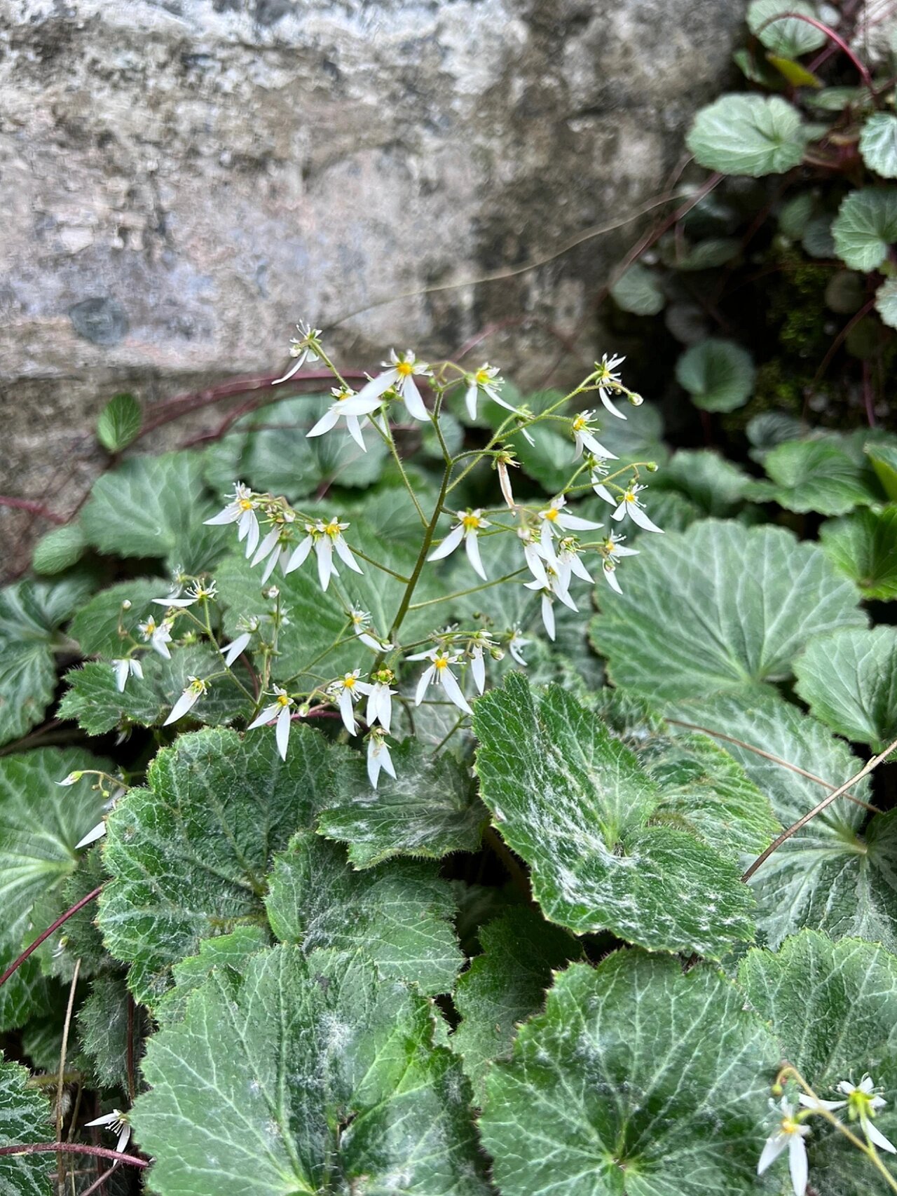 虎耳草 | 毛茸茸的圆圆叶片,恰似萌虎小耳朵 花名:虎耳草 科属:虎耳草