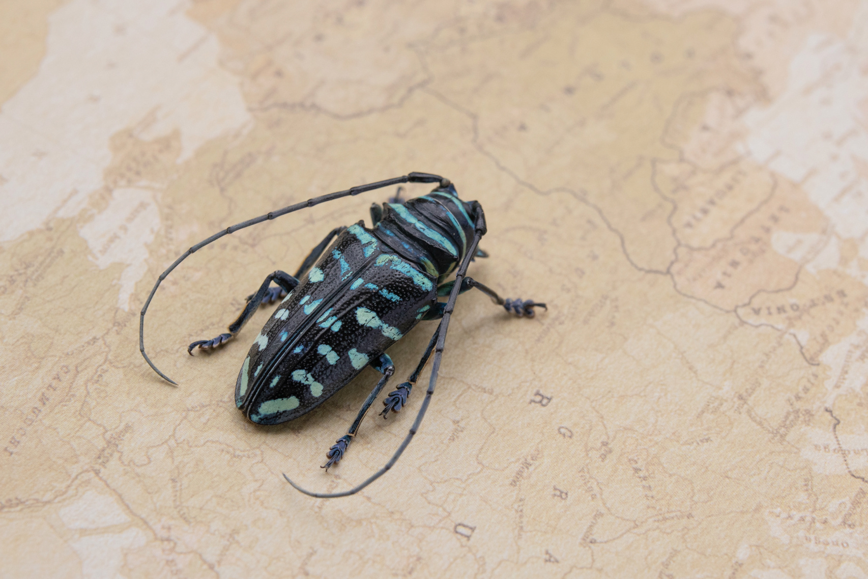 非洲蓝图腾天牛 背部的图案好似图腾柱上的面孔,是不是很有趣