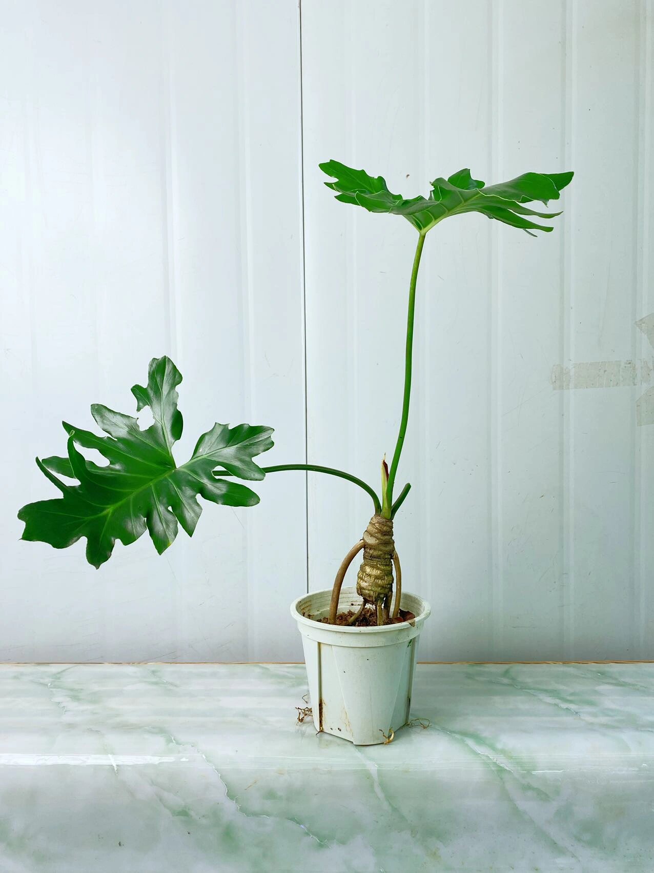 春羽龙鳞,粉丝福利来了!