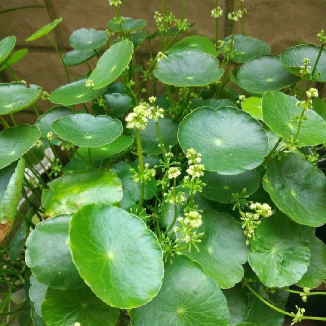 养护手册 别称 钱币草  金钱莲  水金钱  野田胡荽 品种 三叶铜钱草