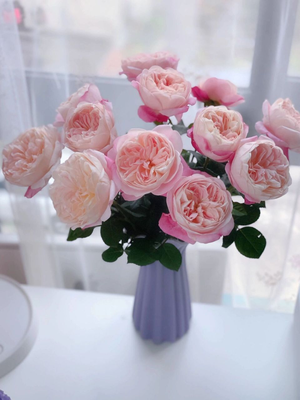 梦光环 月季 真的很好看,这个品种,花型也比较持久,开成包子维持了
