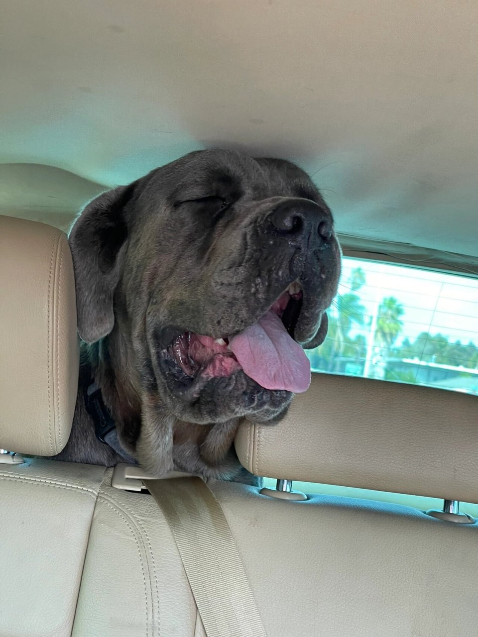 论一只没裁耳的卡斯罗有多憨05