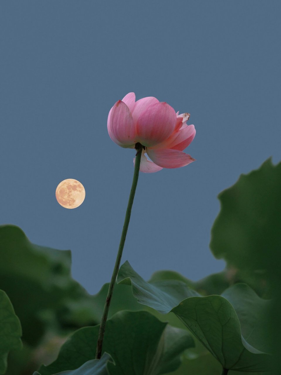 杭州湘湖三期的荷花已经开满池 荷花中间有一条很长的河流 可以坐