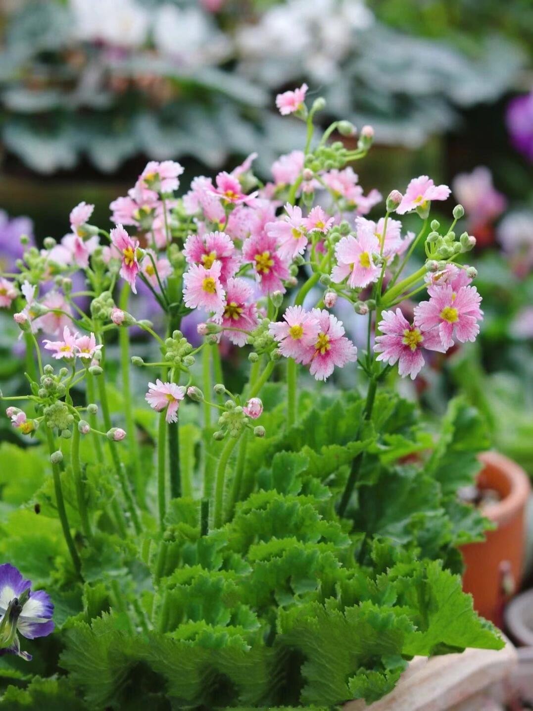 恋人手中樱花草94|冬日暖阳系列 恋人手中樱花草,春彩漫步的微笑