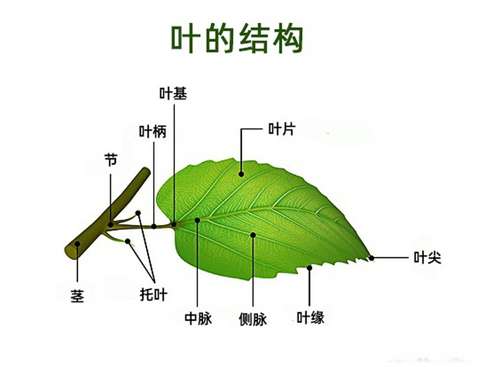 捡一片落叶来观察叶的结构吧#植物眼##有话植说