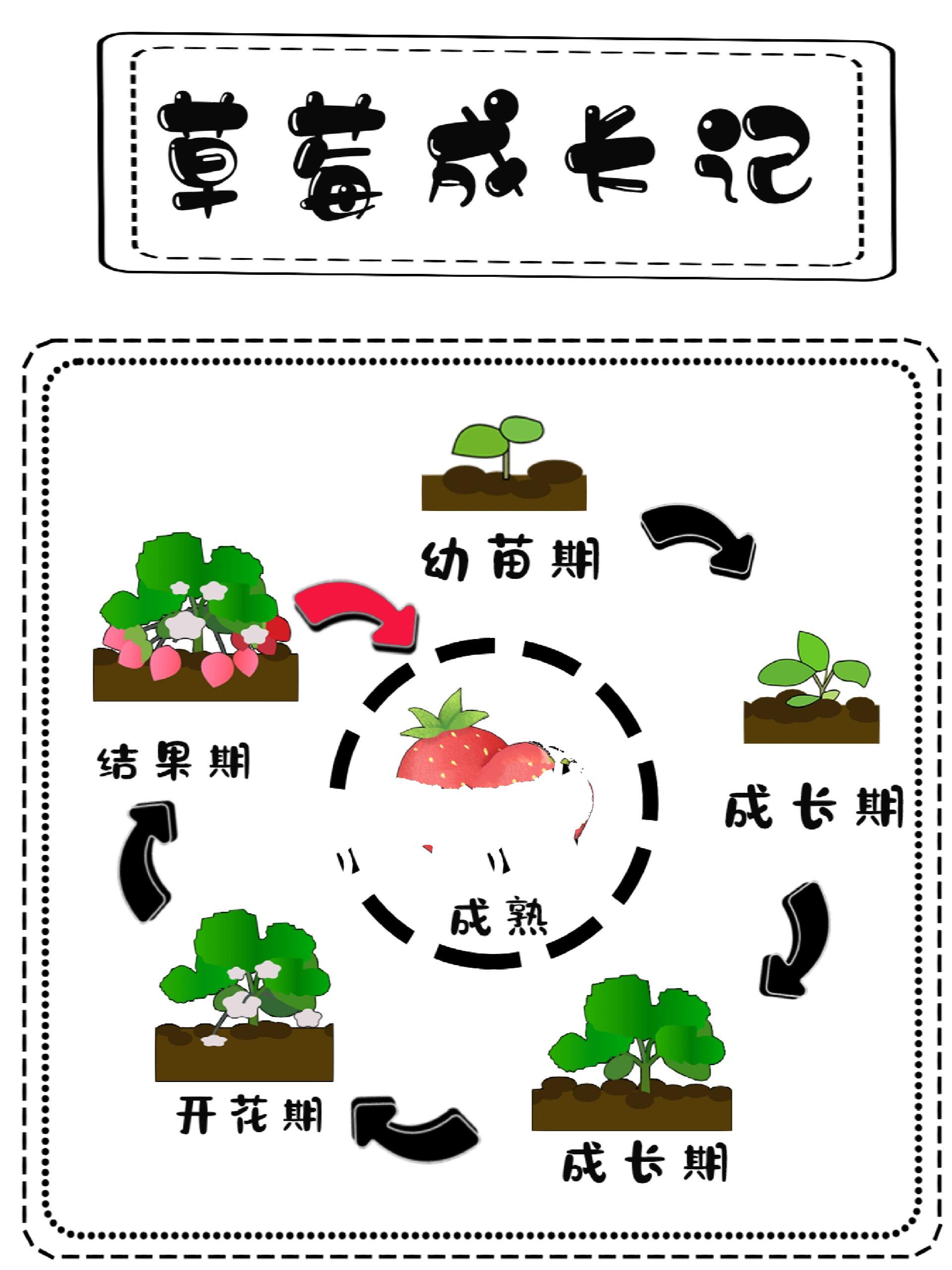 水果成长过程绘图图片