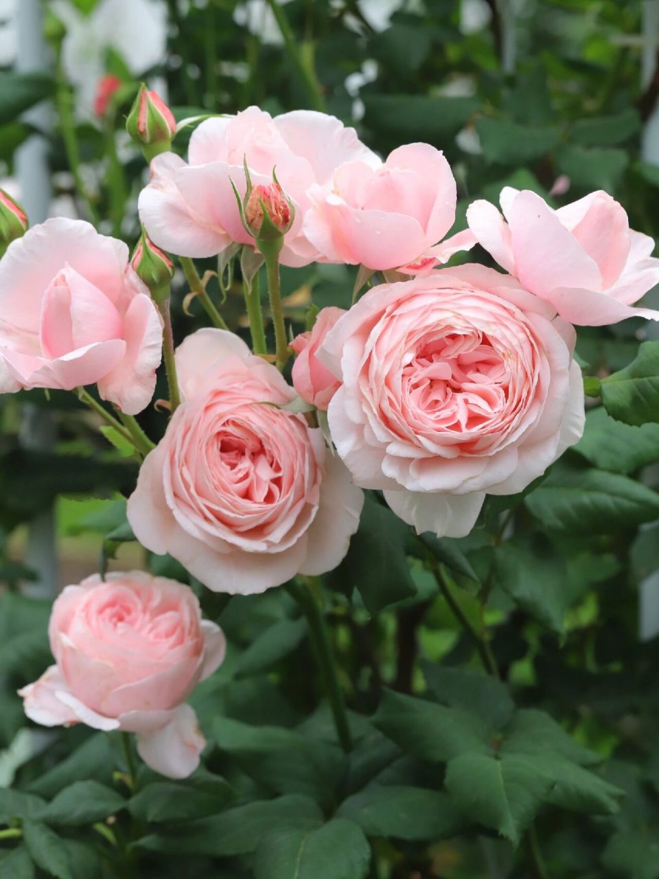 浓香不垂头的粉色藤本月季——娜荷马 娜荷马,1991年法国培育的一款