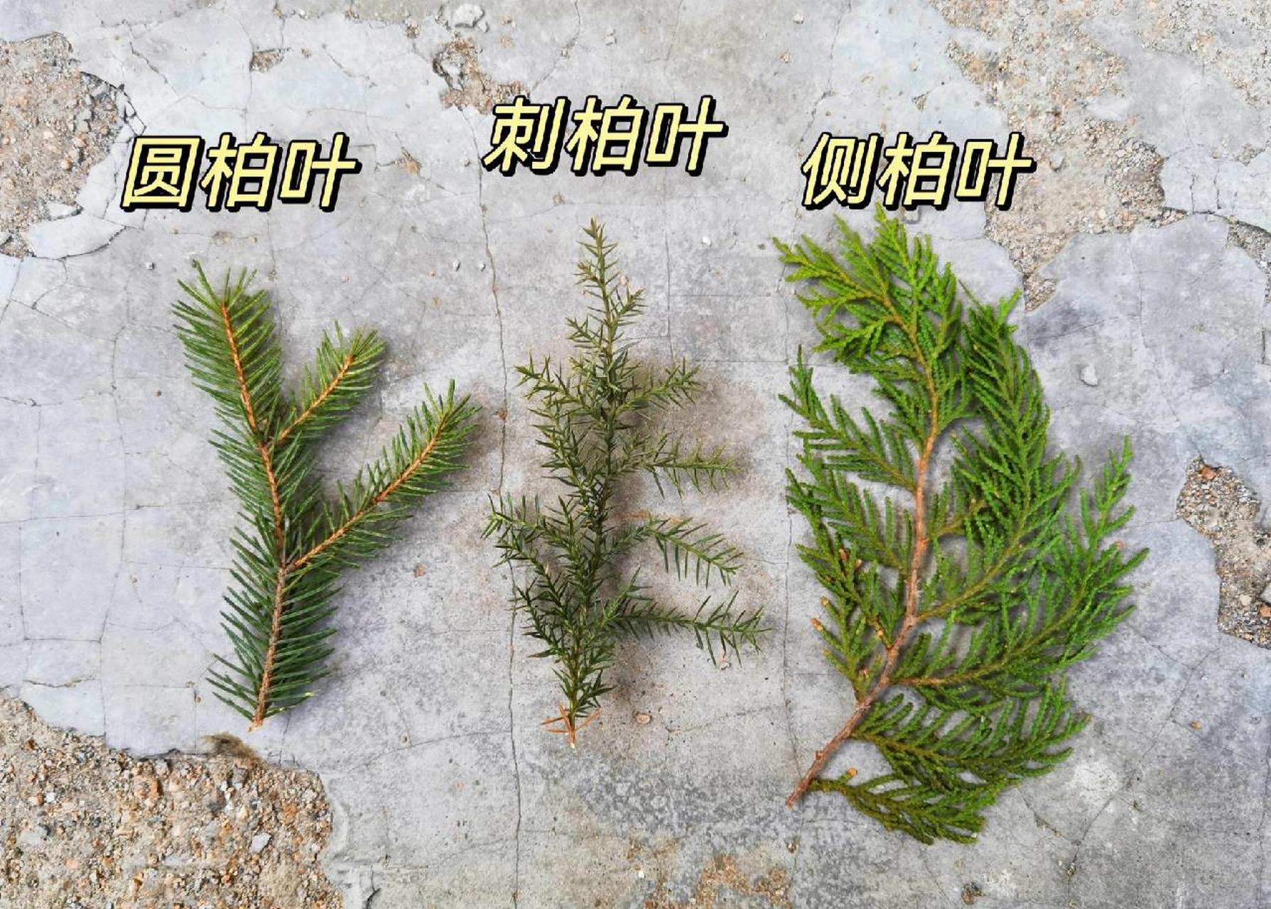 还是有很多小仙女分不清侧柏圆柏～ 侧柏叶是扁的,想被碾压过一样