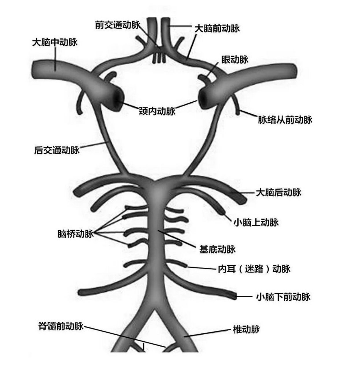 颈内动脉交通段图片