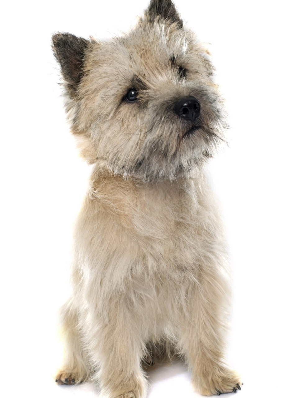 养犬须知5(小型犬)凯恩梗犬: 凯恩梗犬简介 凯恩梗犬cairn的音译为