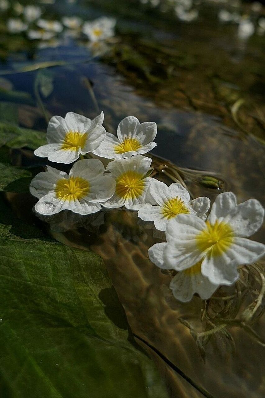 波叶海菜花图片