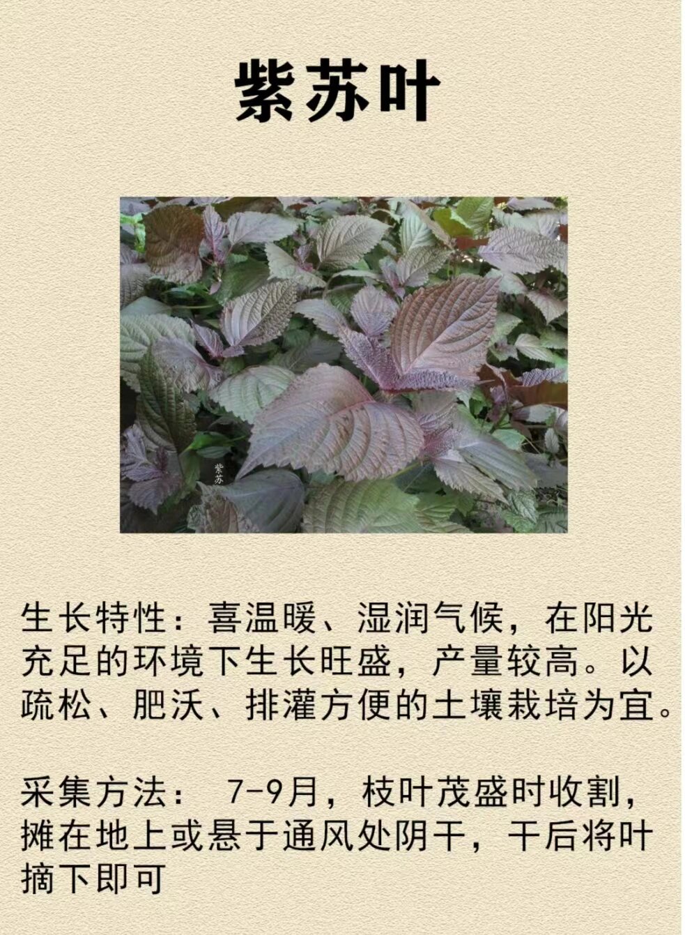 每天懂一味中草药91紫苏叶 #不懂就问有问必答# 紫苏是一年生直立