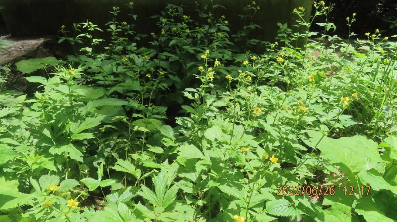 路边青,蔷薇科路边青属多年生草本植物 也叫水杨梅