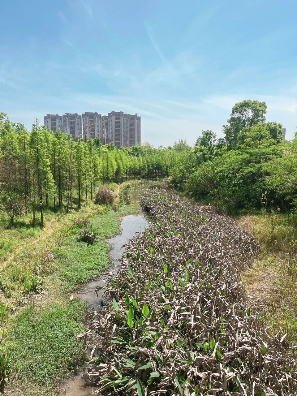 萍乡萍水湖湿地公园图片