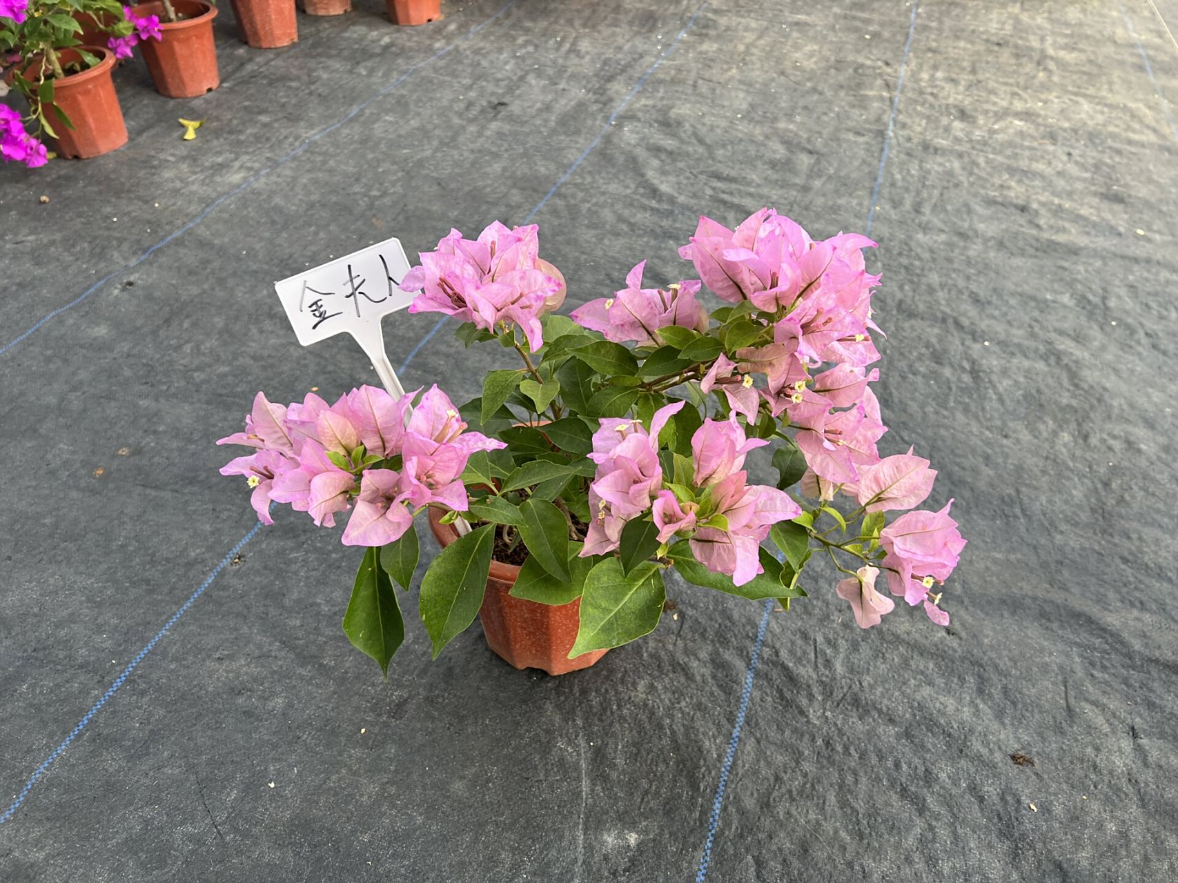 三角梅金夫人品种大花科勤花类单批花期4个 三角梅金夫人品种大花科勤