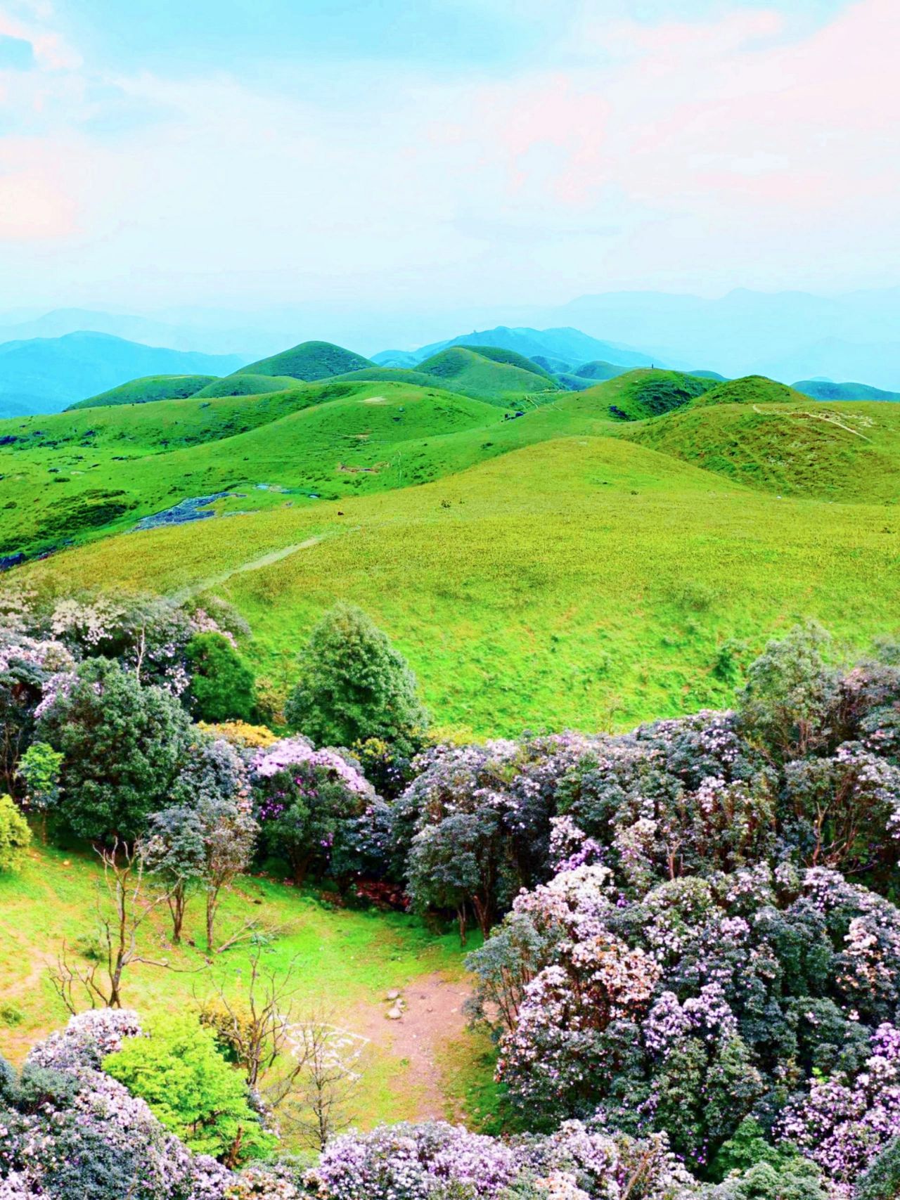 鸡笼顶大草原杜鹃花图片