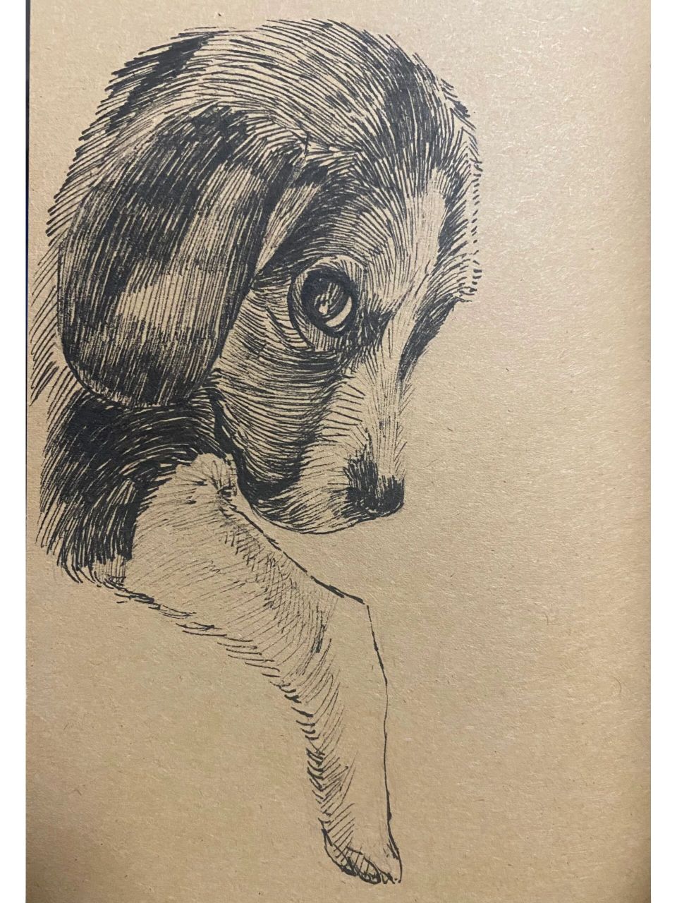 比格犬之双排扣大姐 刚画的三只比,各有千秋