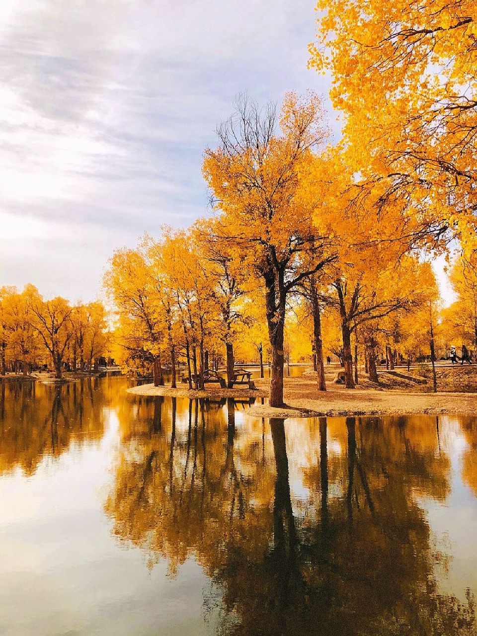 93金秋十月 78金塔县沙漠胡杨林景区迎来了一年中最美的季节