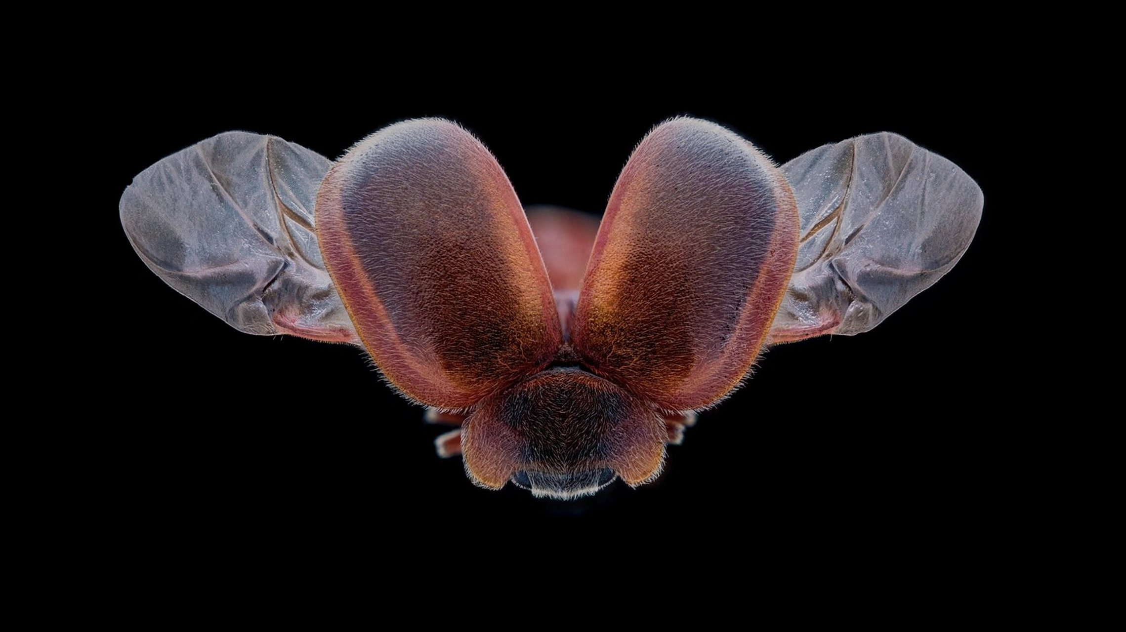 你没见过的微观世界 no.