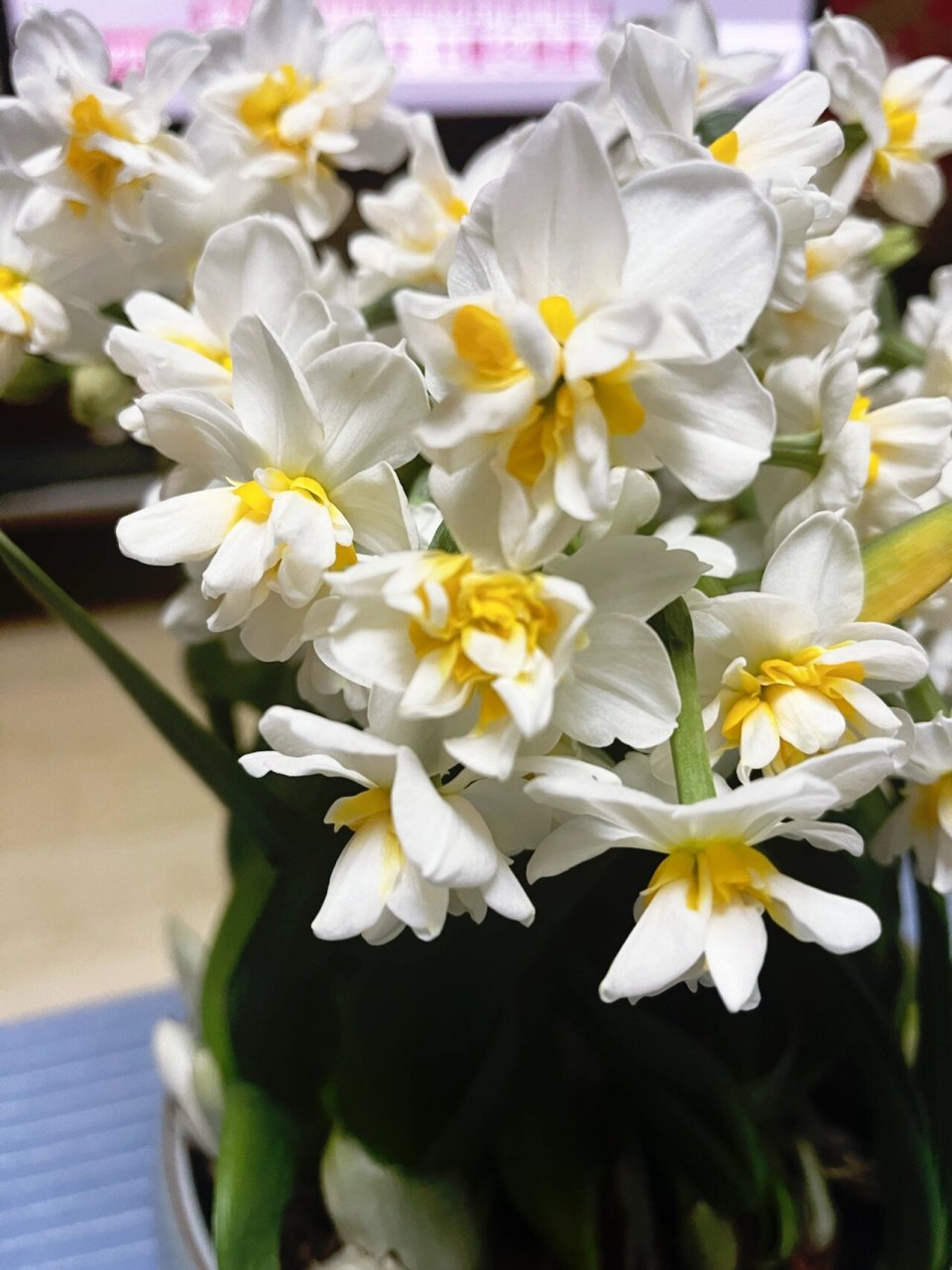 最美水仙花 重瓣水仙花 香味更悠久