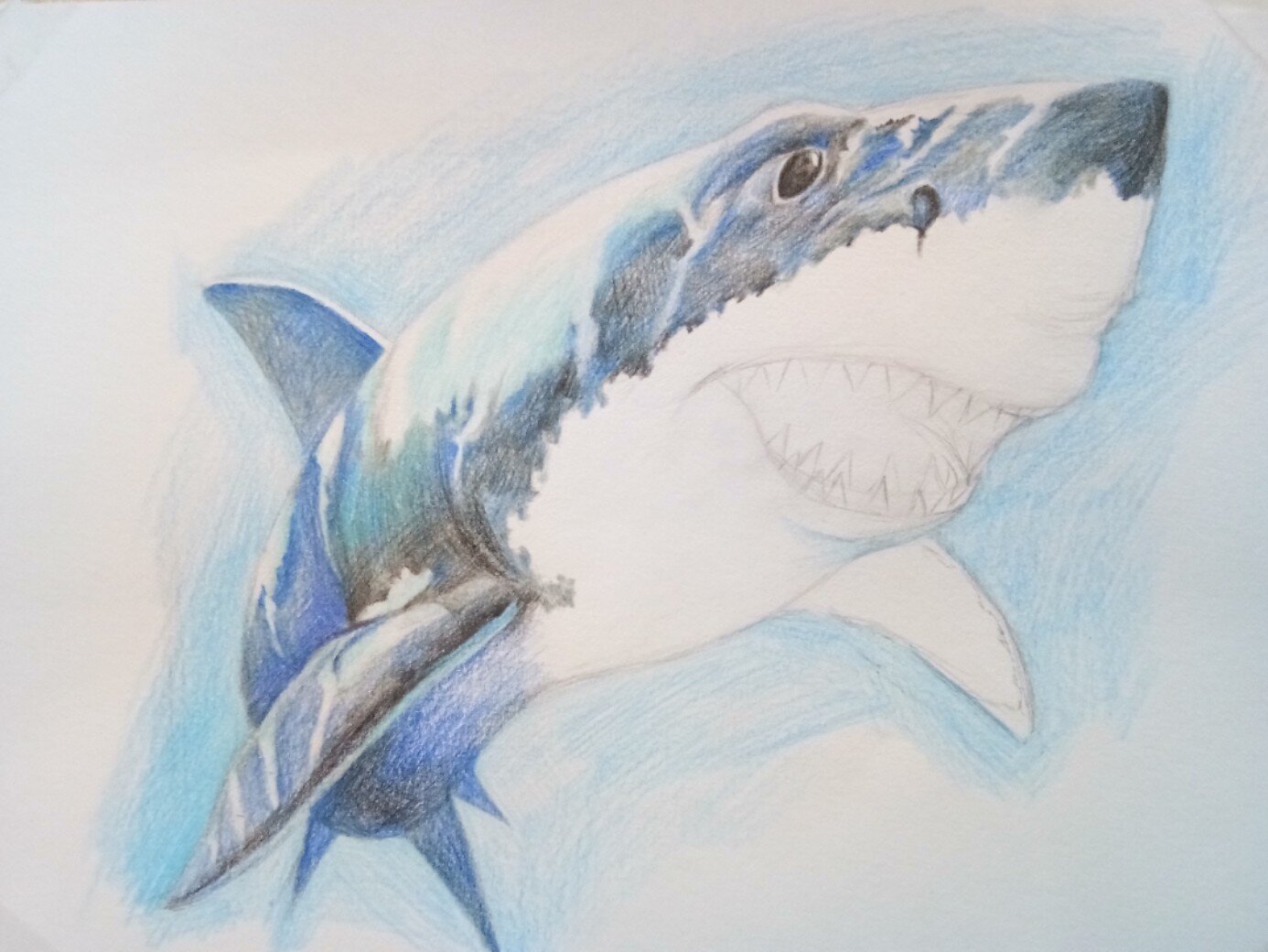 彩铅——鲨鱼 彩铅鲨鱼绘画步骤 渣渣作画 好久没有更新,来更新一波