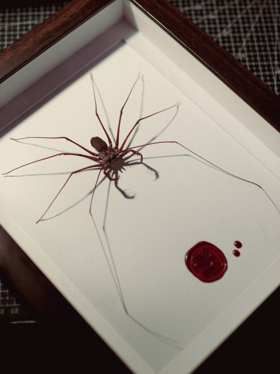 暗黑丨陈列丨复古丨收藏 丨猎奇 鞭蛛标本 产地:㊙️鲁 张牙舞爪